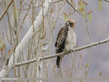 Booted Eagle (Hieraaetus pennatus) - image gratuit #472919 