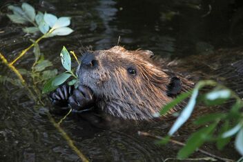 Happy young beaver in wilderness - image #473029 gratis