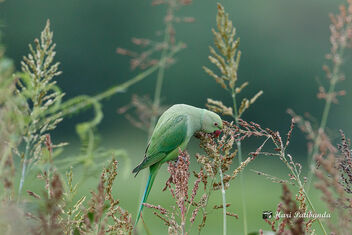 (7/8) - Some Parakeets Come back for another Round - Free image #473089