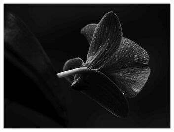 wet orchid flower - image #473239 gratis