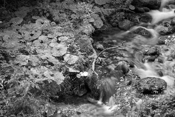 Forest stream at evening. Better viewed large. - Kostenloses image #473369