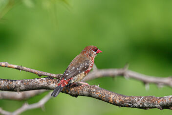 A Strawberry Finch during the golden light in the morning - image gratuit #473509 