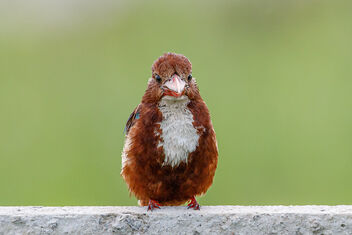 A Portrait of a White Throated Kingfisher - image gratuit #473529 