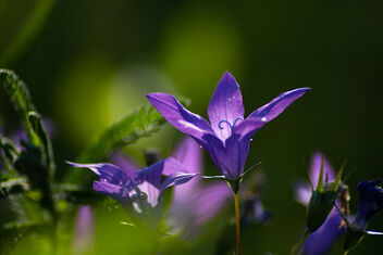 Bell flower - image gratuit #473549 