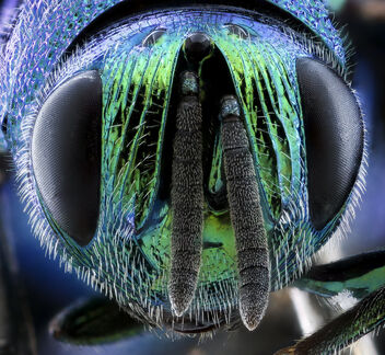 MAGLEV wasp face_2020-08-06-13.39.41 ZS PMax UDR - Kostenloses image #473569