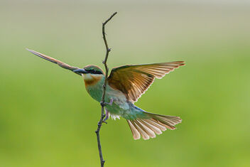 A Blue Tailed Bee Eater returning after failing to catch a Bee - Free image #473579