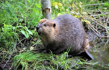 Beaver-pond life - Free image #473619