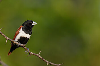 A Blacked Headed Finch enjoying the weather - image #473639 gratis