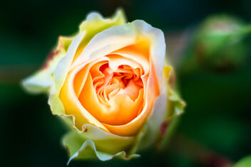 the rose - image #473659 gratis