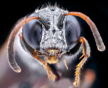 Silver hair wasp, face_2020-08-18-12.58.35 ZS PMax UDR - Kostenloses image #473869