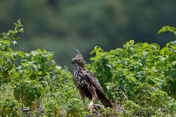 A Changeable Hawk Eagle with a Lizard Monitor Kill - image gratuit #473979 