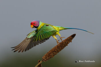 A Plum Headed Parakeet Taking Off - Kostenloses image #474019