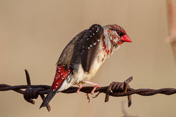 A Beautiful Strawberry Finch - Male in Breeding Plumage - image #474159 gratis