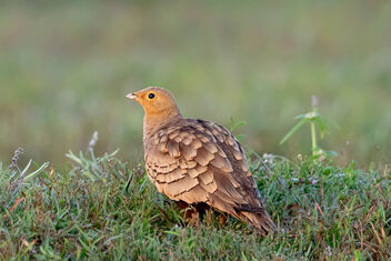 A Chestnut Bellied Sandgrouse - Kostenloses image #474319