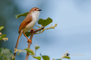 An Yellow Eyed Babbler against the rain clouds - image #474519 gratis