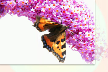 Butterflies bush in the garden - Free image #474579