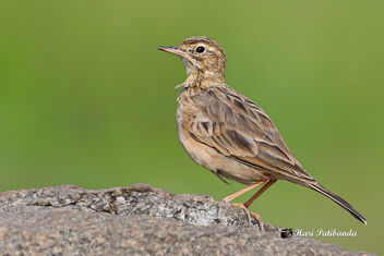 A Paddyfield Pipit (I think) in the morning - Free image #474799