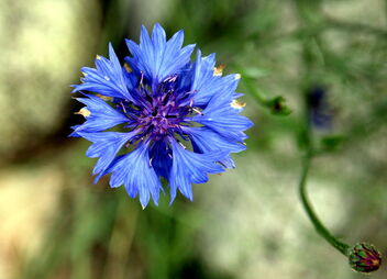 Blue cornflower - Free image #474859