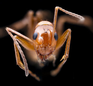 Red ant, face_2020-08-17-18.33.09 ZS PMax UDR - бесплатный image #474909