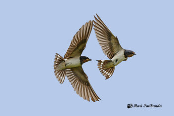 Barn Swallows Competing for space on a palm tree - image gratuit #474969 