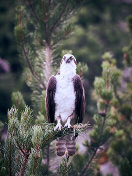 Osprey, Yellowstone - Free image #474989