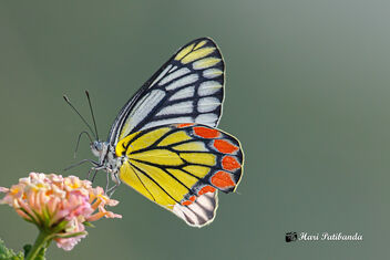 A Beautiful Common Jezebel on a flower - Kostenloses image #475299