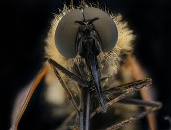Black hump fly, u, face_2020-09-16-18.43.52 ZS PMax UDR - Kostenloses image #475419