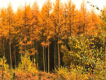 Cannock Chase Forest, Cannock, England - бесплатный image #475579