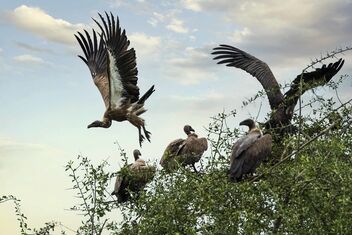 Vultures - Free image #475669