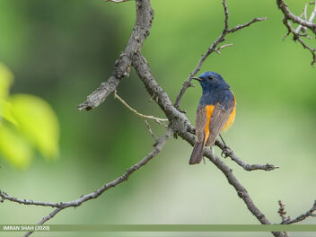 Blue-fronted Redstart (Phoenicurus frontalis) - image #475739 gratis