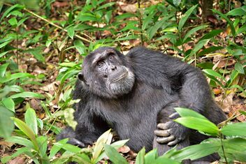 Chimp in the Wild - Free image #475749