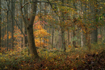 The Forest Through the Trees - бесплатный image #475759