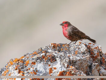 Red-fronted Rosefinch (Carpodacus puniceus) - бесплатный image #475779