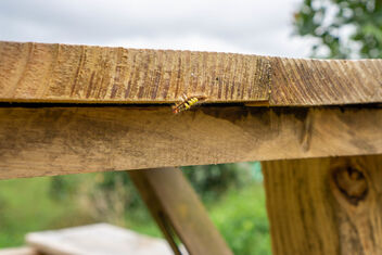 Close Up Photo of a Black and Yellow Caterpillar on a Wooden Table - Free image #475809
