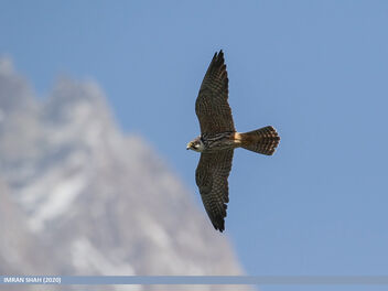Eurasian Hobby (Falco subbuteo) - бесплатный image #475949