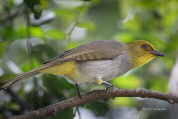 An Yellow Throated Bulbul inside the canopy - image #476729 gratis