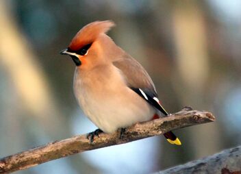 Waxwing - Free image #476799