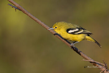 A Common Iora foraging in the morning - image gratuit #476849 