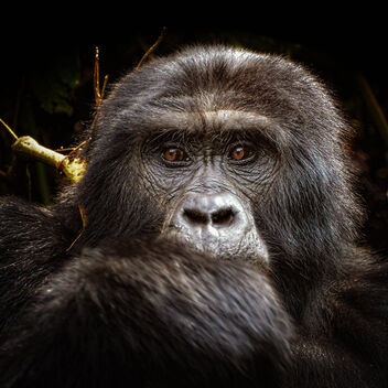 Bwindi Mountain Gorilla - image gratuit #476869 