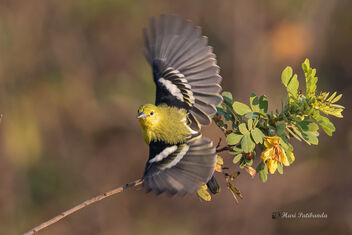 A Common Iora taking off - Free image #476919