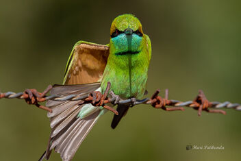 A Curious Green Bee Eater Stretching - Free image #476939