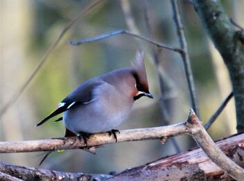 Waxwing nr.3 - Free image #476959