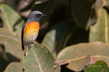 A Small Minivet in playful mood - image gratuit #477149 