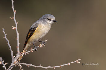 A Female Small Minivet basking in the sun - Free image #477169