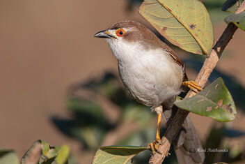 A Playful Yellow Eyed Babbler Busy - image gratuit #477229 