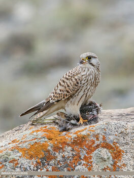 Common Kestrel (Falco tinnunculus) - image #477359 gratis