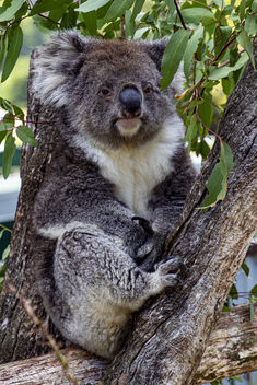 Koala - Wings Wildlife Park - image gratuit #477469 
