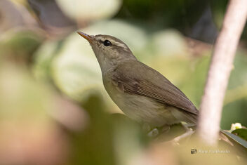A New Sighting for me - Hume's Warbler - image #477629 gratis