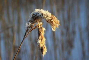 Snowy reed - image gratuit #477789 