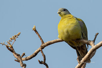 A Chubby Yellow Footed Green Pigeon - Free image #477829